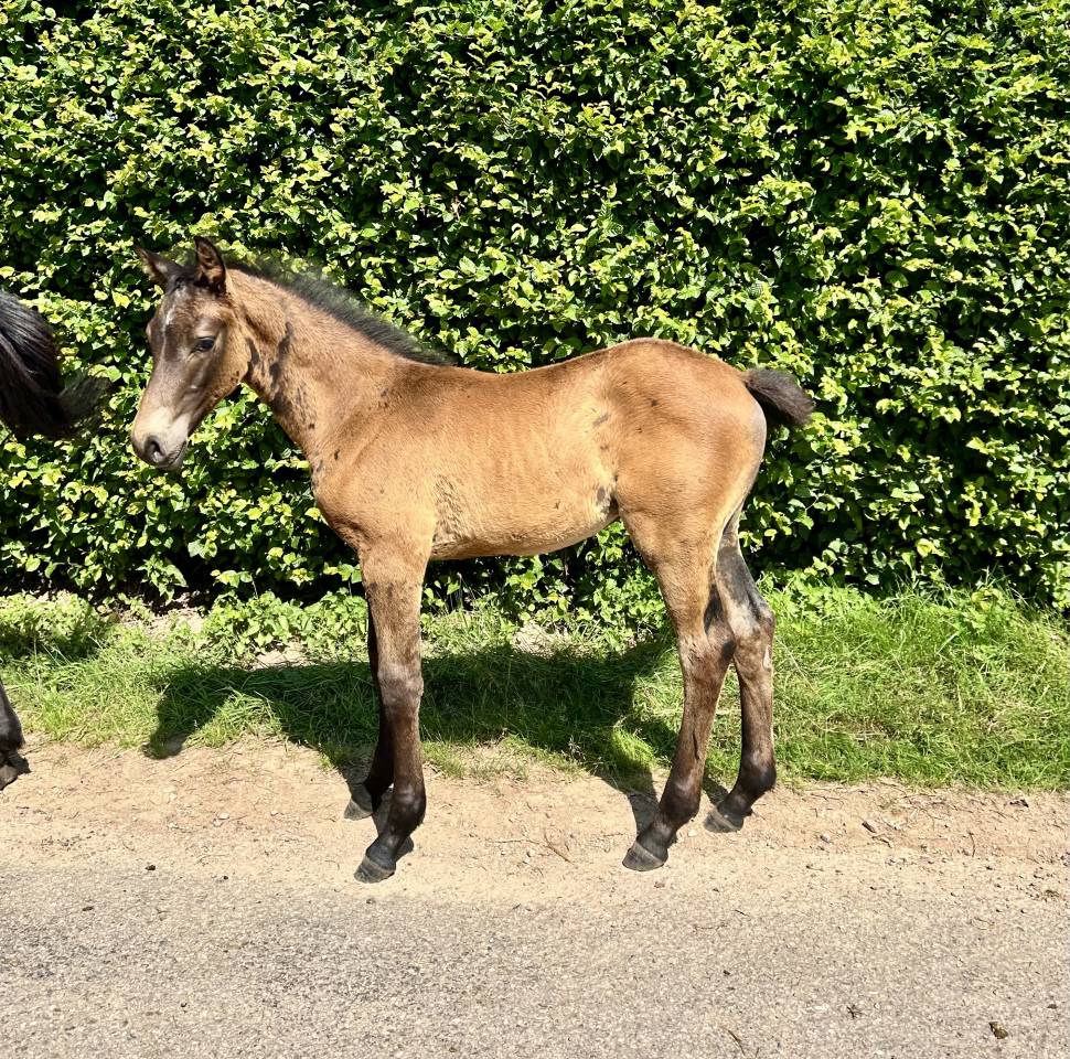 Potro Origine Constatée En venta 2025 Bayo moreno por TOEMME DE REGOR Z