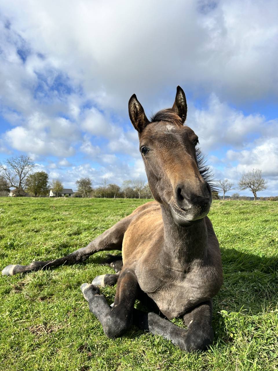 Potro Origine Constatée En venta 2025 Bayo moreno por TOEMME DE REGOR Z