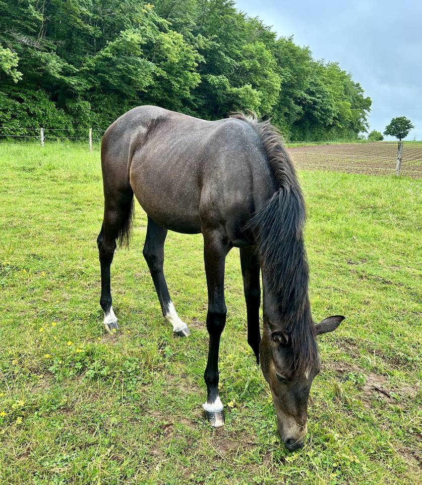 Yegua Silla Francés En venta 2024 Tordo por HOTSHOT CDL