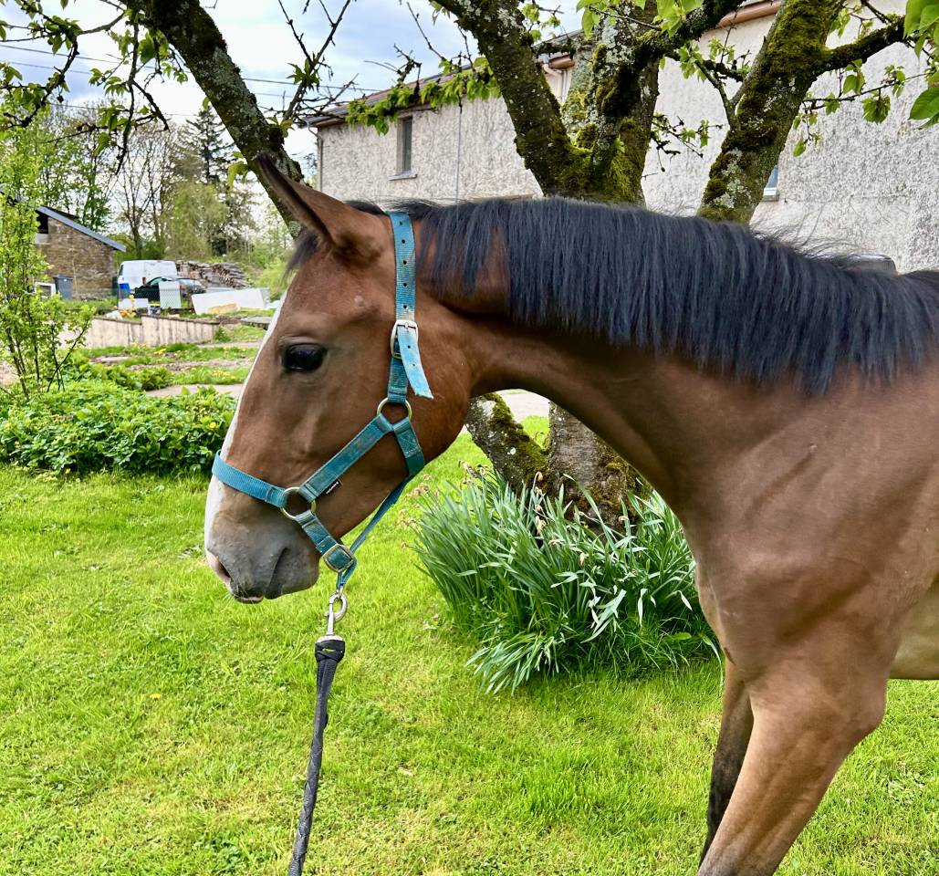 Yegua Silla Francés En venta 2023 Bayo por QLASSIC BOIS MARGOT