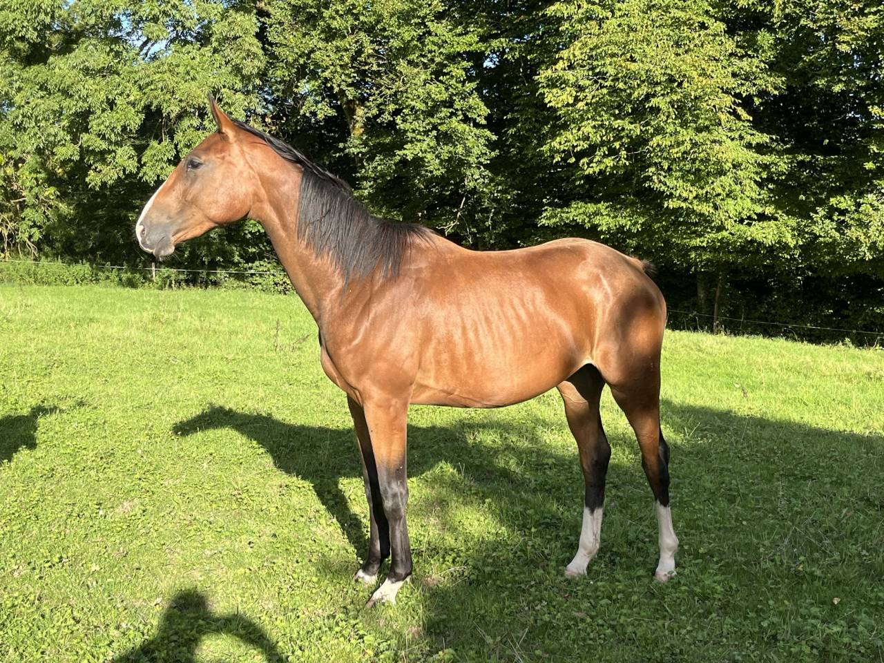 Yegua Silla Francés En venta 2023 Bayo por QLASSIC BOIS MARGOT