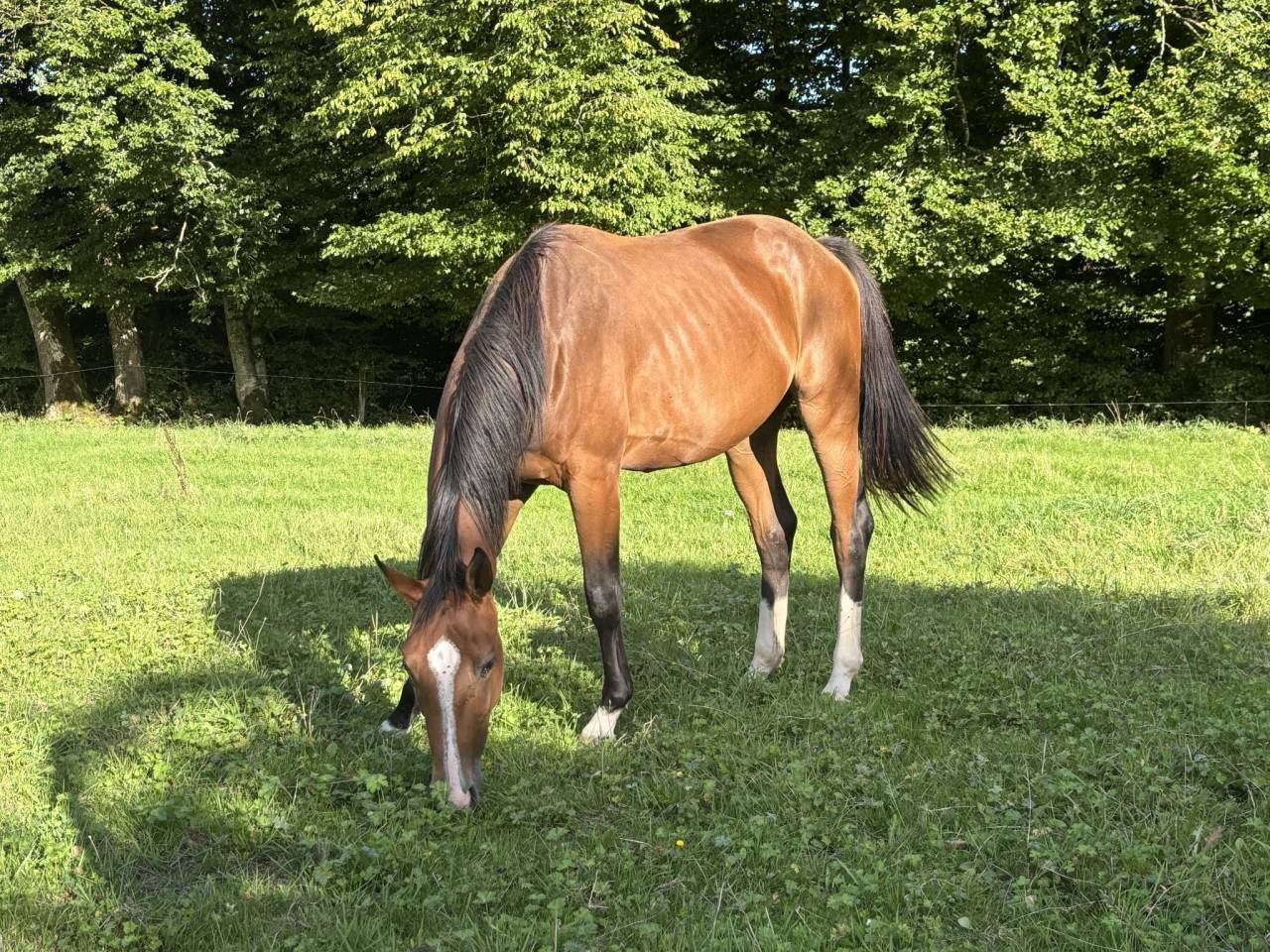 Yegua Silla Francés En venta 2023 Bayo por QLASSIC BOIS MARGOT