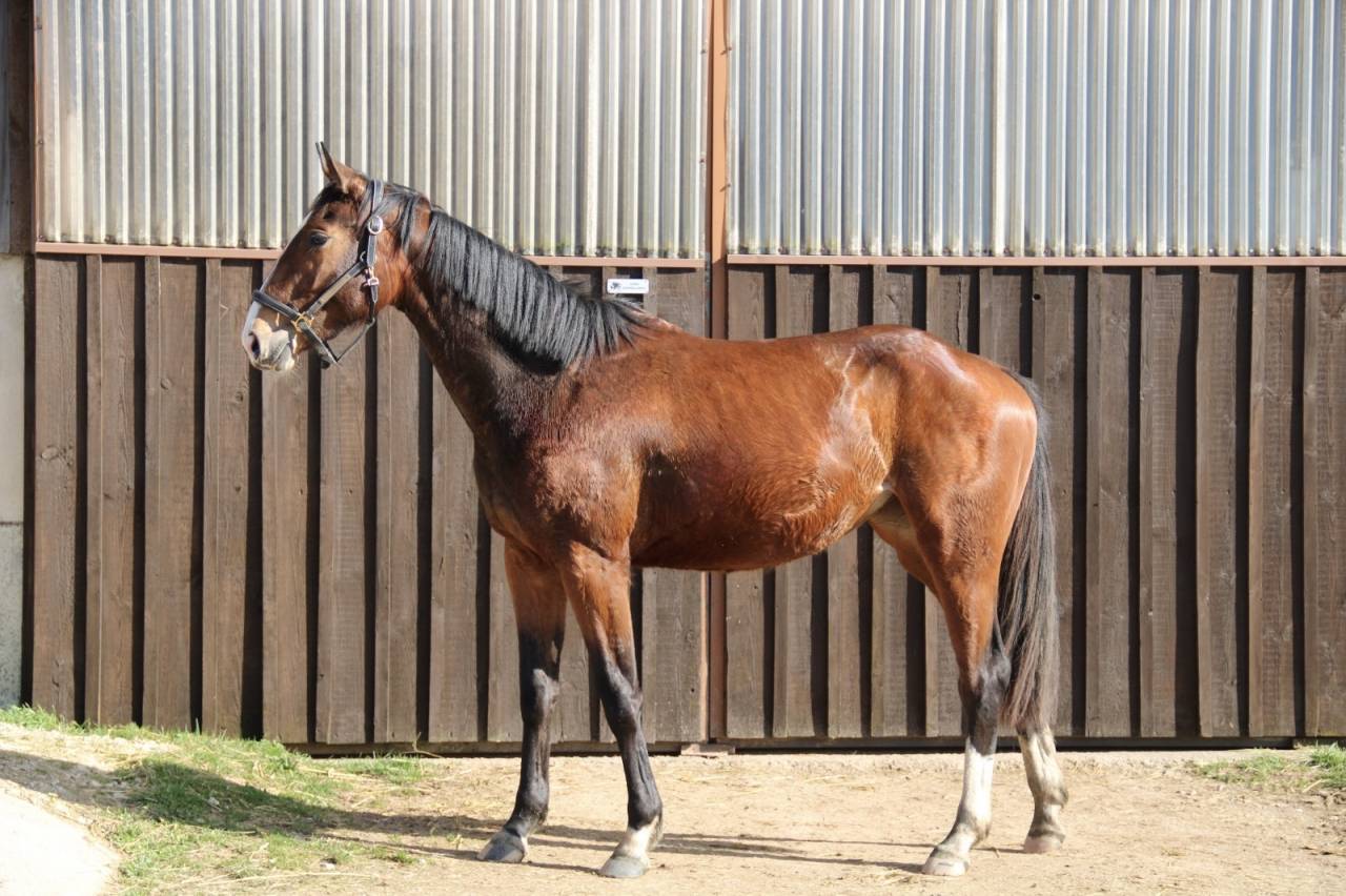 Yegua Silla Franc&eacute;s En venta 2023 Bayo por QLASSIC BOIS MARGOT