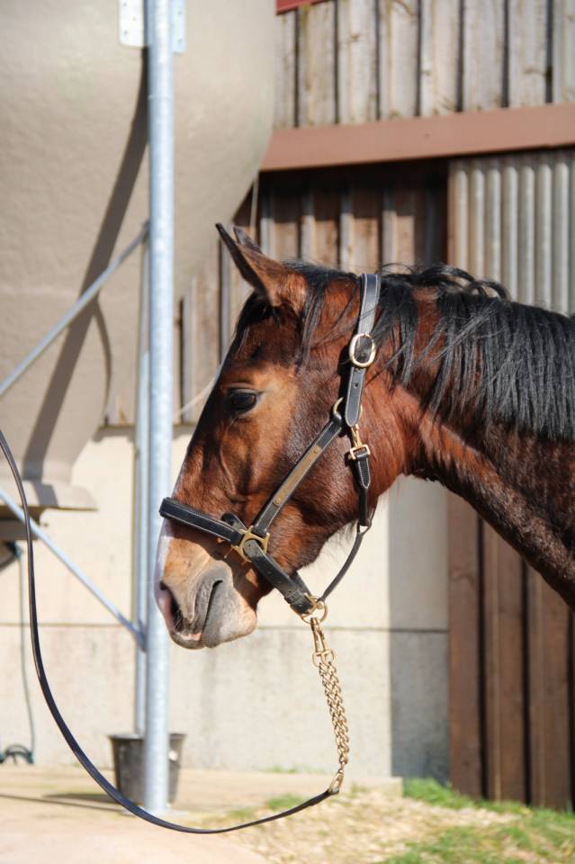 Yegua Silla Franc&eacute;s En venta 2023 Bayo por QLASSIC BOIS MARGOT