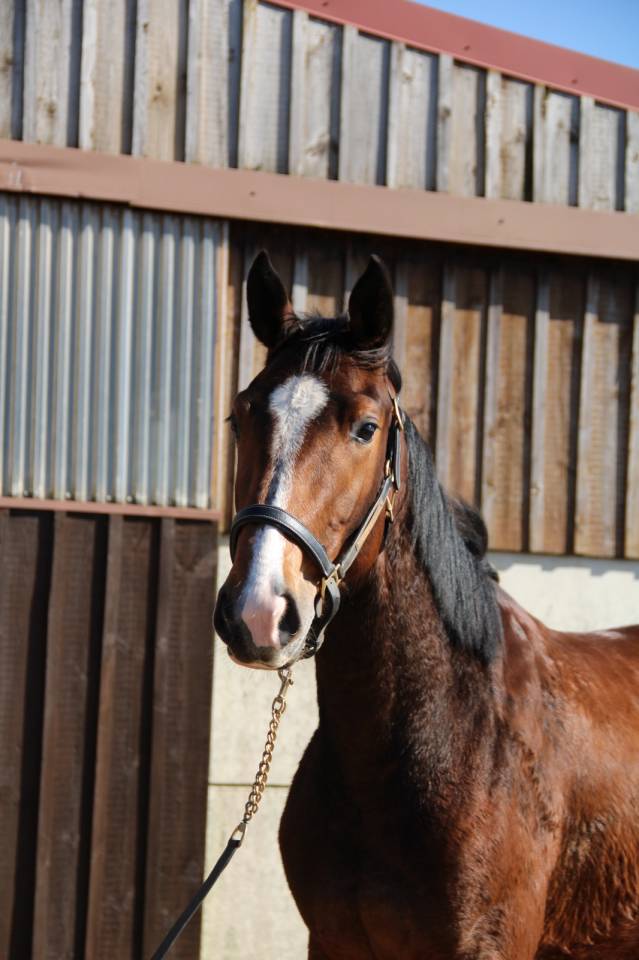 Yegua Silla Franc&eacute;s En venta 2023 Bayo por QLASSIC BOIS MARGOT