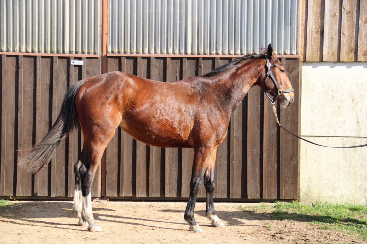 Yegua Silla Franc&eacute;s En venta 2023 Bayo por QLASSIC BOIS MARGOT