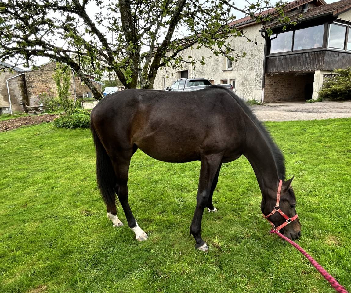 Yegua Silla Francés En venta 2023 Bayo moreno por El barone 111 Z