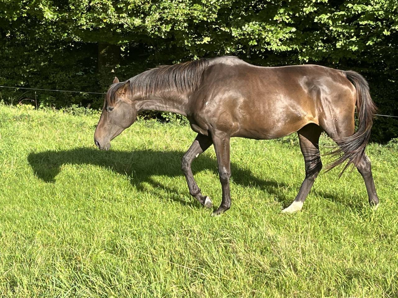 Yegua Silla Francés En venta 2023 Bayo moreno por El barone 111 Z