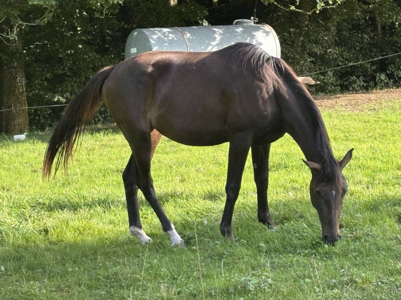 Yegua Silla Francés En venta 2023 Bayo moreno por El barone 111 Z