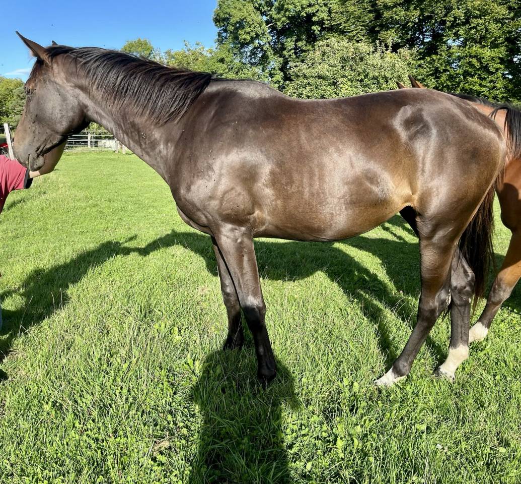 Yegua Silla Francés En venta 2023 Bayo moreno por El barone 111 Z