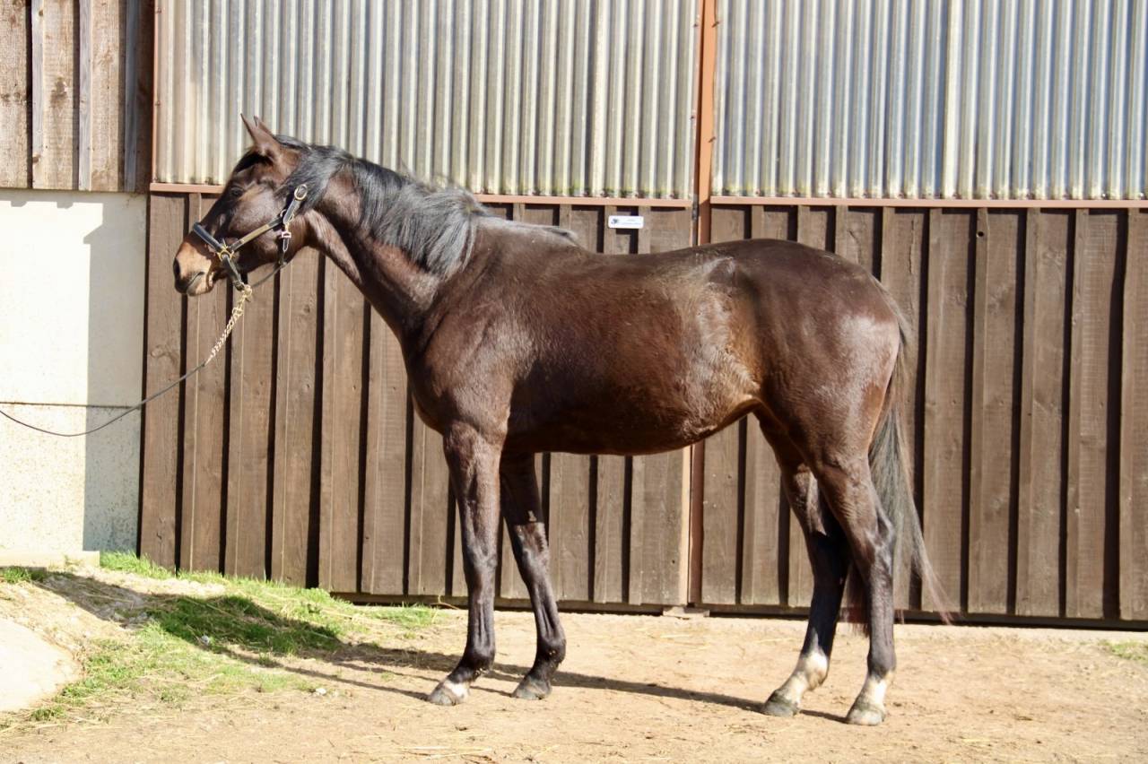 Yegua Silla Franc&eacute;s En venta 2023 Bayo moreno por El barone 111 Z