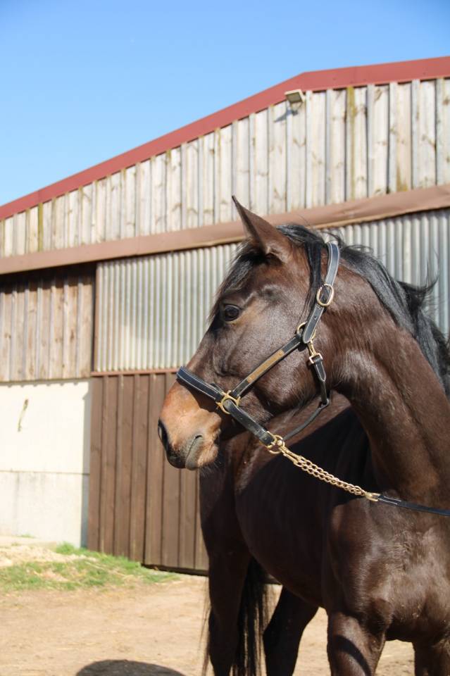 Yegua Silla Franc&eacute;s En venta 2023 Bayo moreno por El barone 111 Z