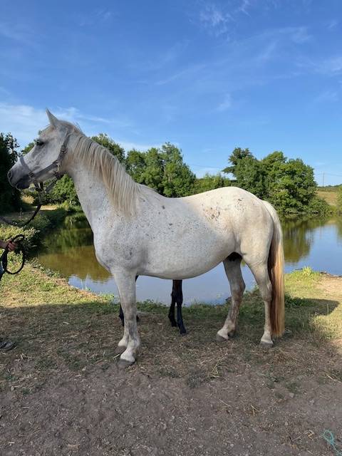 Yegua de ganadería Connemara En venta 2013 Tordo por CLEGGANBAY TOWER