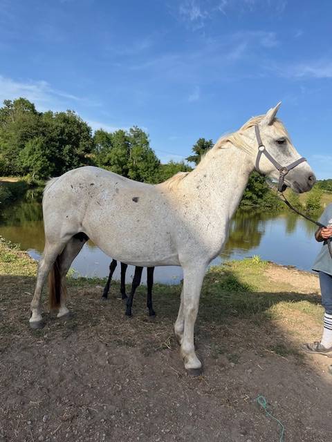 Yegua de ganadería Connemara En venta 2013 Tordo por CLEGGANBAY TOWER