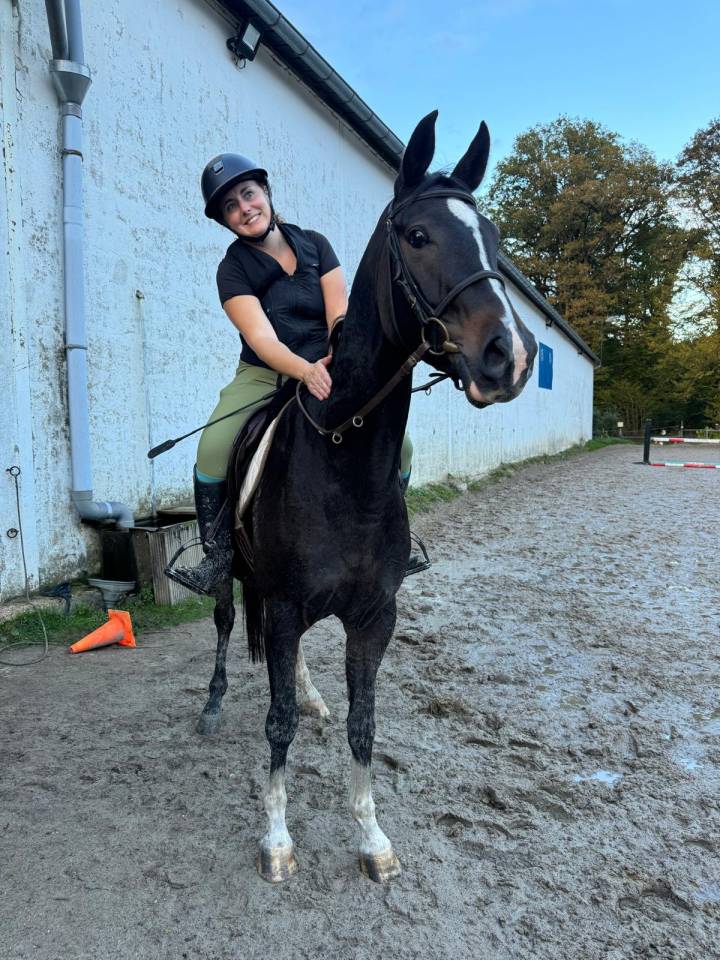 Caballo castrado Silla Francés En venta 2020 Bayo moreno por United sunheup