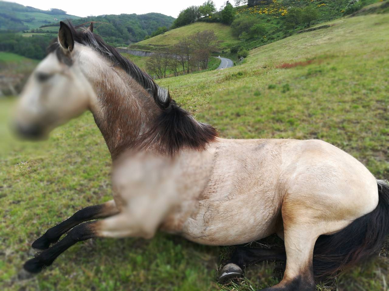 Yegua Lusitano En venta 2016 Isabelo por TENOR DE LA COMBE