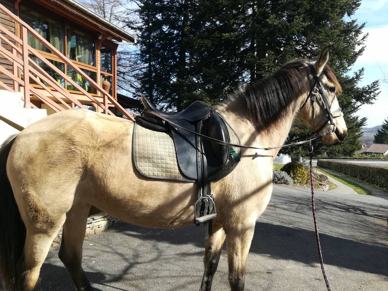 Yegua Lusitano En venta 2016 Isabelo por TENOR DE LA COMBE