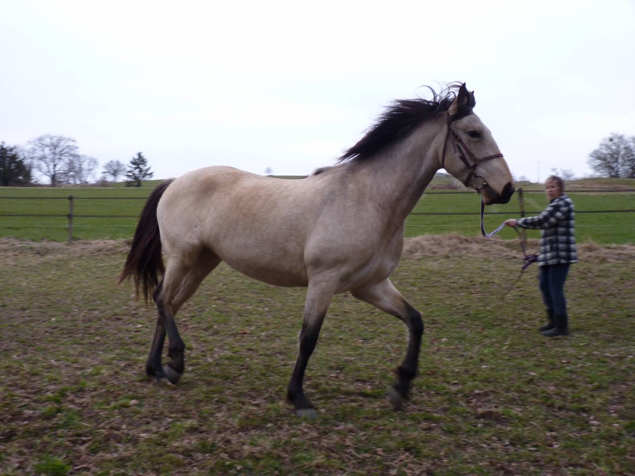 Yegua Lusitano En venta 2016 Isabelo por TENOR DE LA COMBE