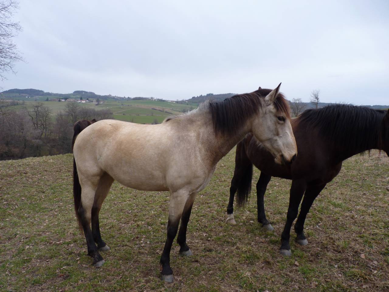 Yegua Lusitano En venta 2016 Isabelo por TENOR DE LA COMBE