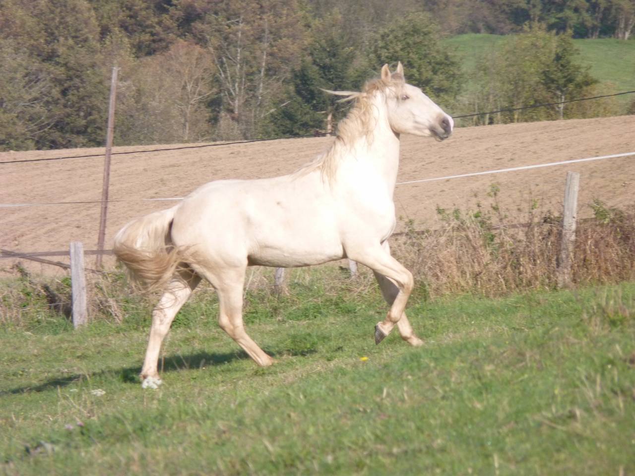 Caballo entero Lusitano En venta 2022 Palomino por bosco fayettes