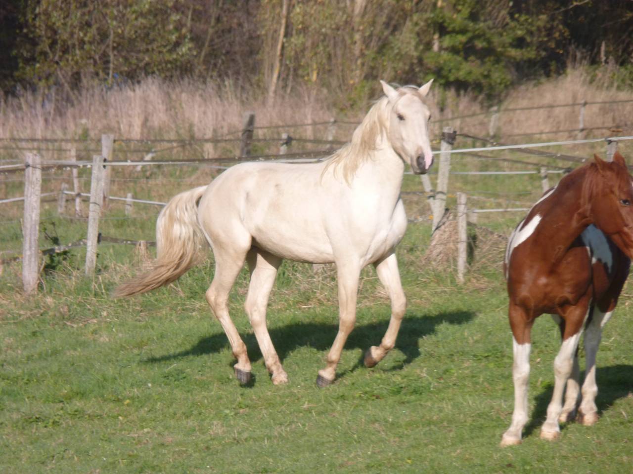 Caballo entero Lusitano En venta 2022 Palomino por bosco fayettes