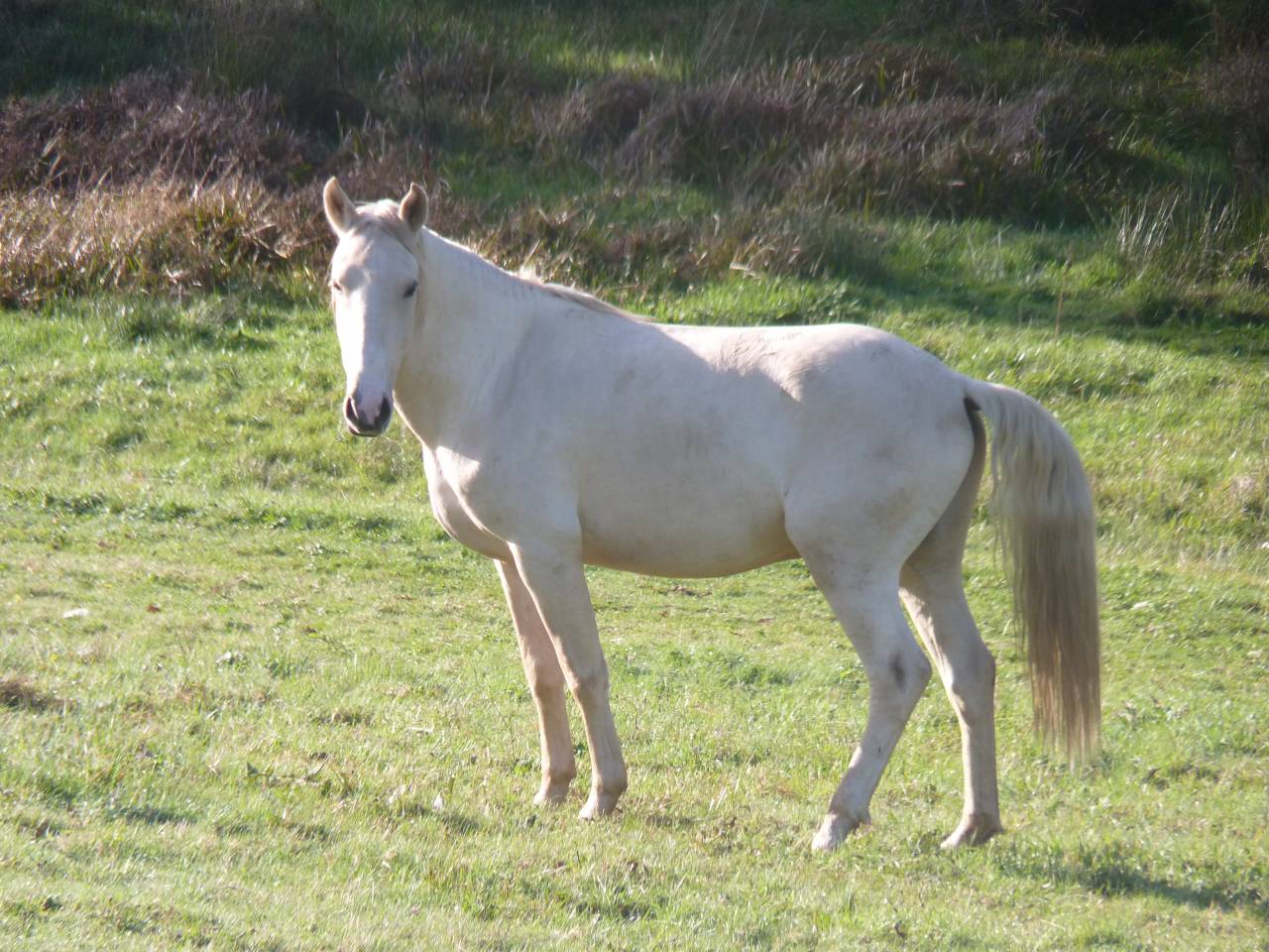 Caballo entero Lusitano En venta 2022 Palomino por bosco fayettes