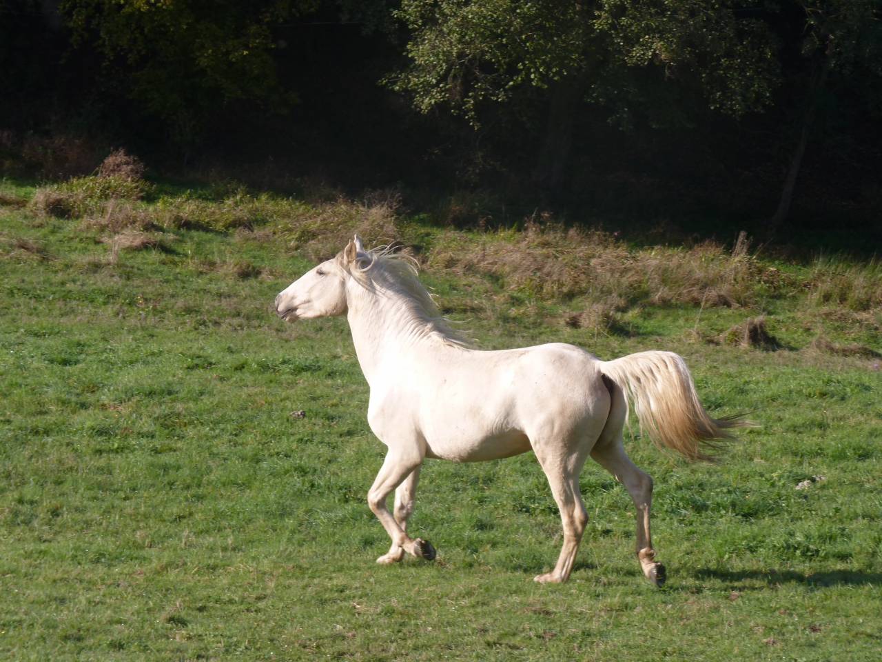 Caballo entero Lusitano En venta 2022 Palomino por bosco fayettes