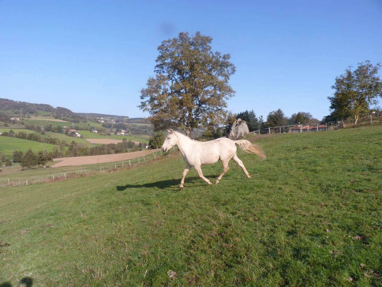 Caballo entero Lusitano En venta 2022 Palomino por bosco fayettes