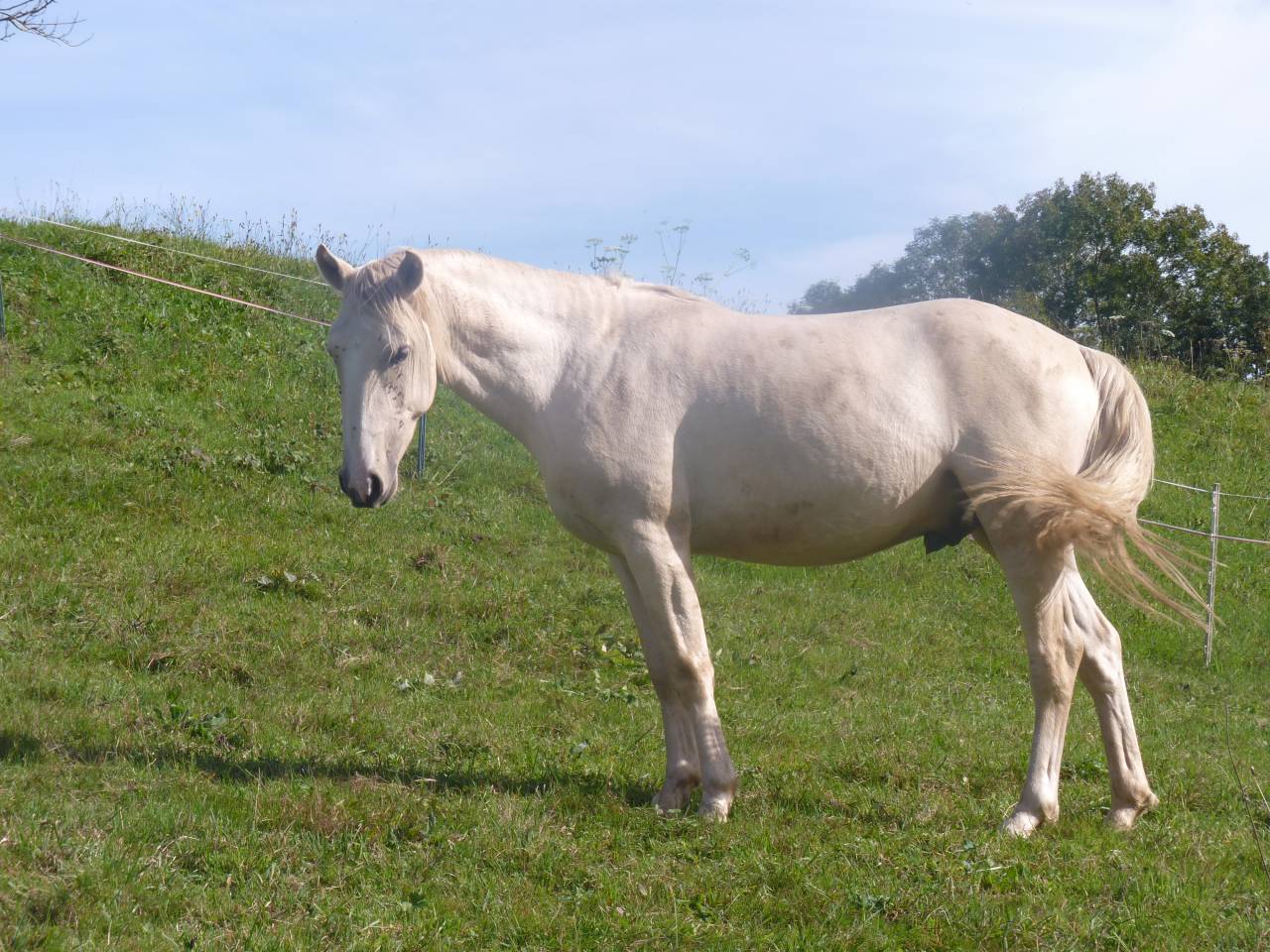 Caballo entero Lusitano En venta 2022 Palomino por bosco fayettes