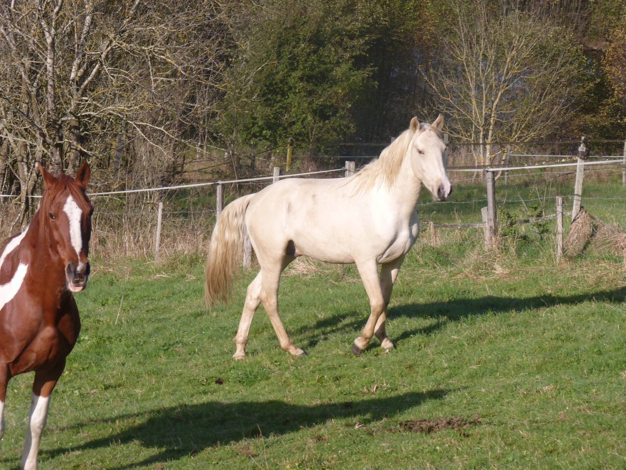 Caballo entero Lusitano En venta 2022 Palomino por bosco fayettes