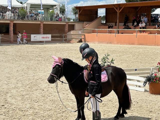 Yegua Shetland En venta 2019 Bayo moreno