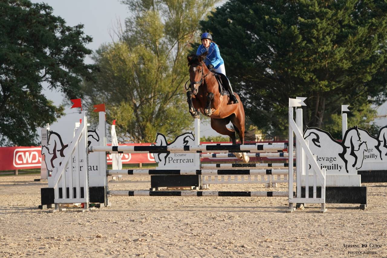 Yegua KWPN Caballo de Deporte Neerlandés En venta 2018 Bayo por Lyjanero