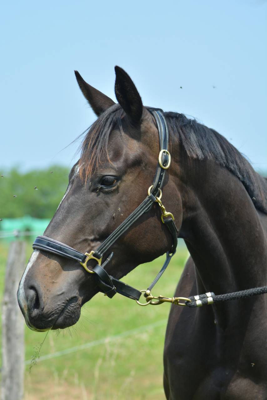 Caballo castrado Pura Sangre Inglés En venta 2021 Bayo moreno