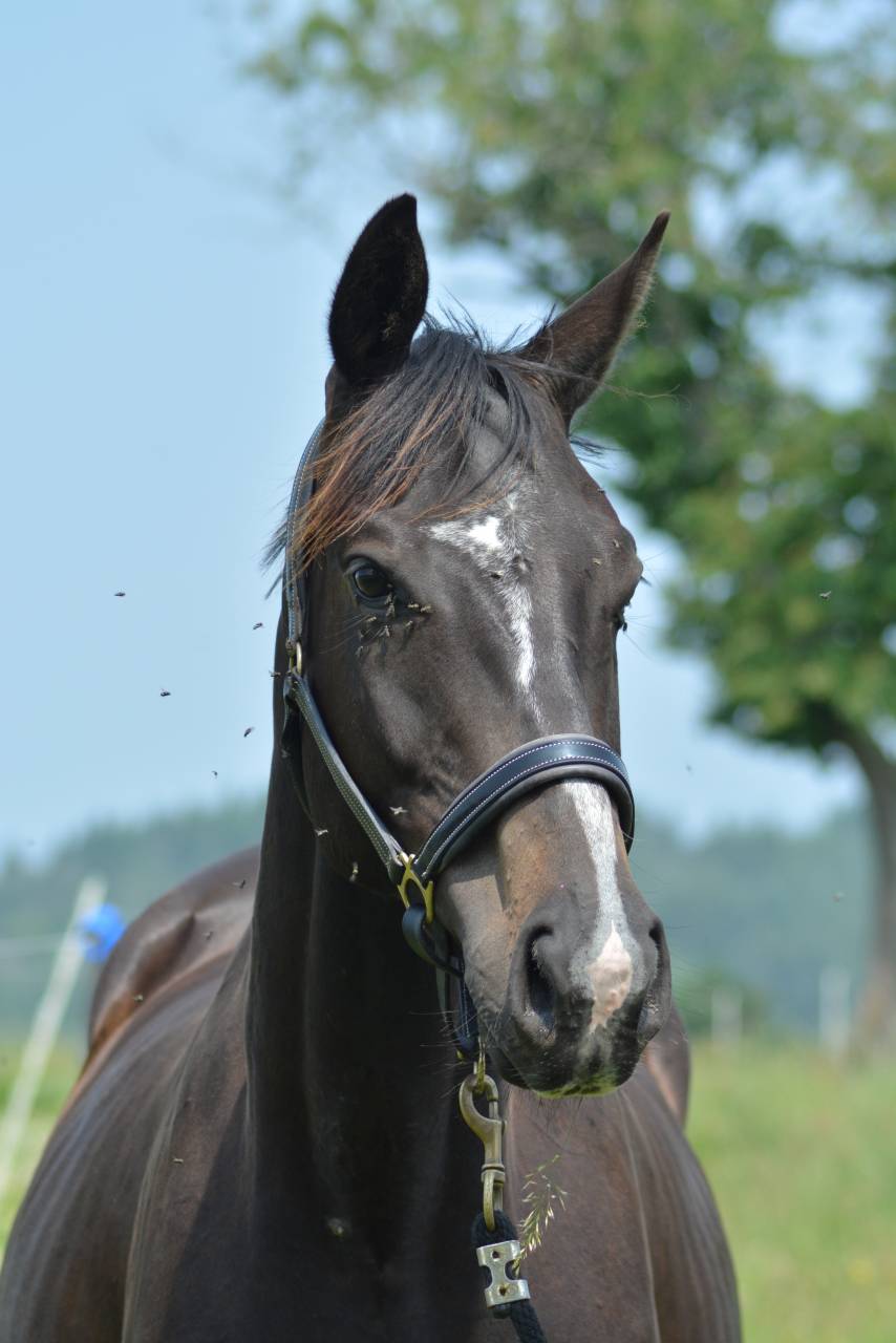 Caballo castrado Pura Sangre Inglés En venta 2021 Bayo moreno