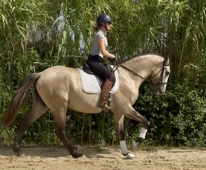 Caballo entero Lusitano En venta 2022 Tordo por Berlioz