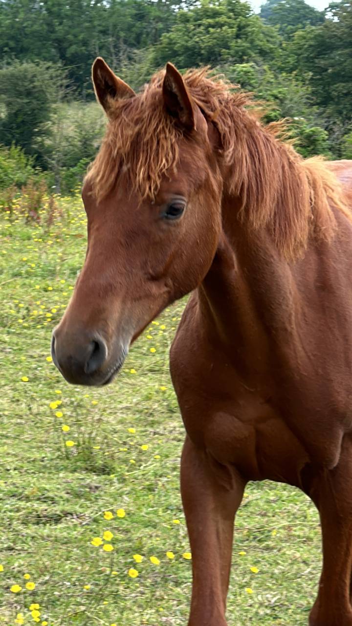 Caballo castrado Silla Francés En venta 2023 Alazán