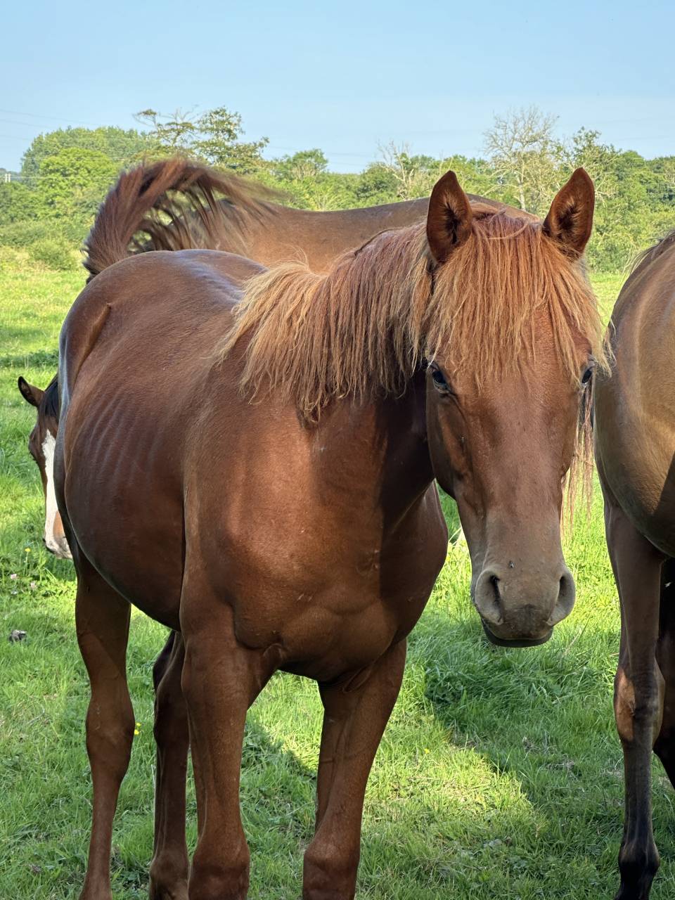 Caballo castrado Silla Francés En venta 2023 Alazán