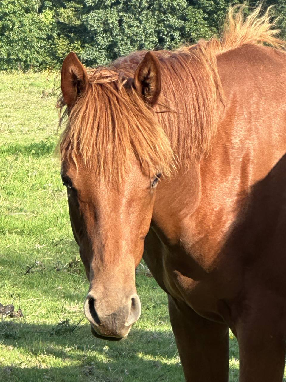 Caballo castrado Silla Francés En venta 2023 Alazán