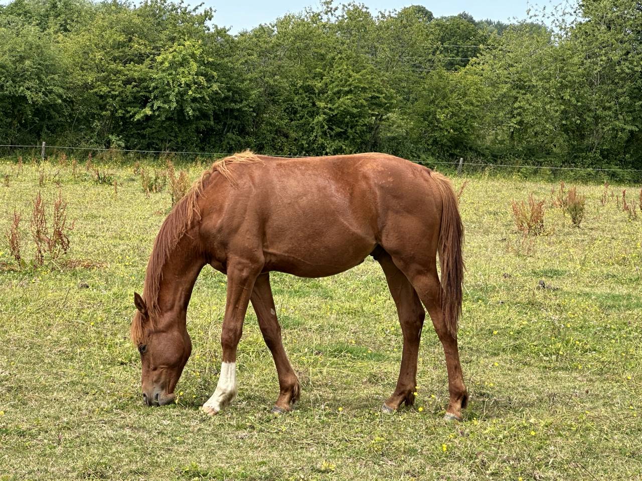 Caballo castrado Silla Francés En venta 2023 Alazán