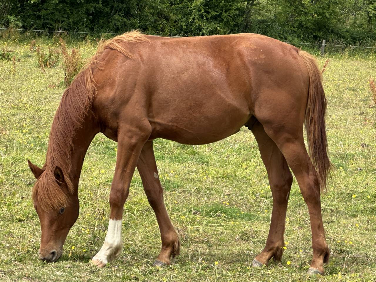 Caballo castrado Silla Francés En venta 2023 Alazán