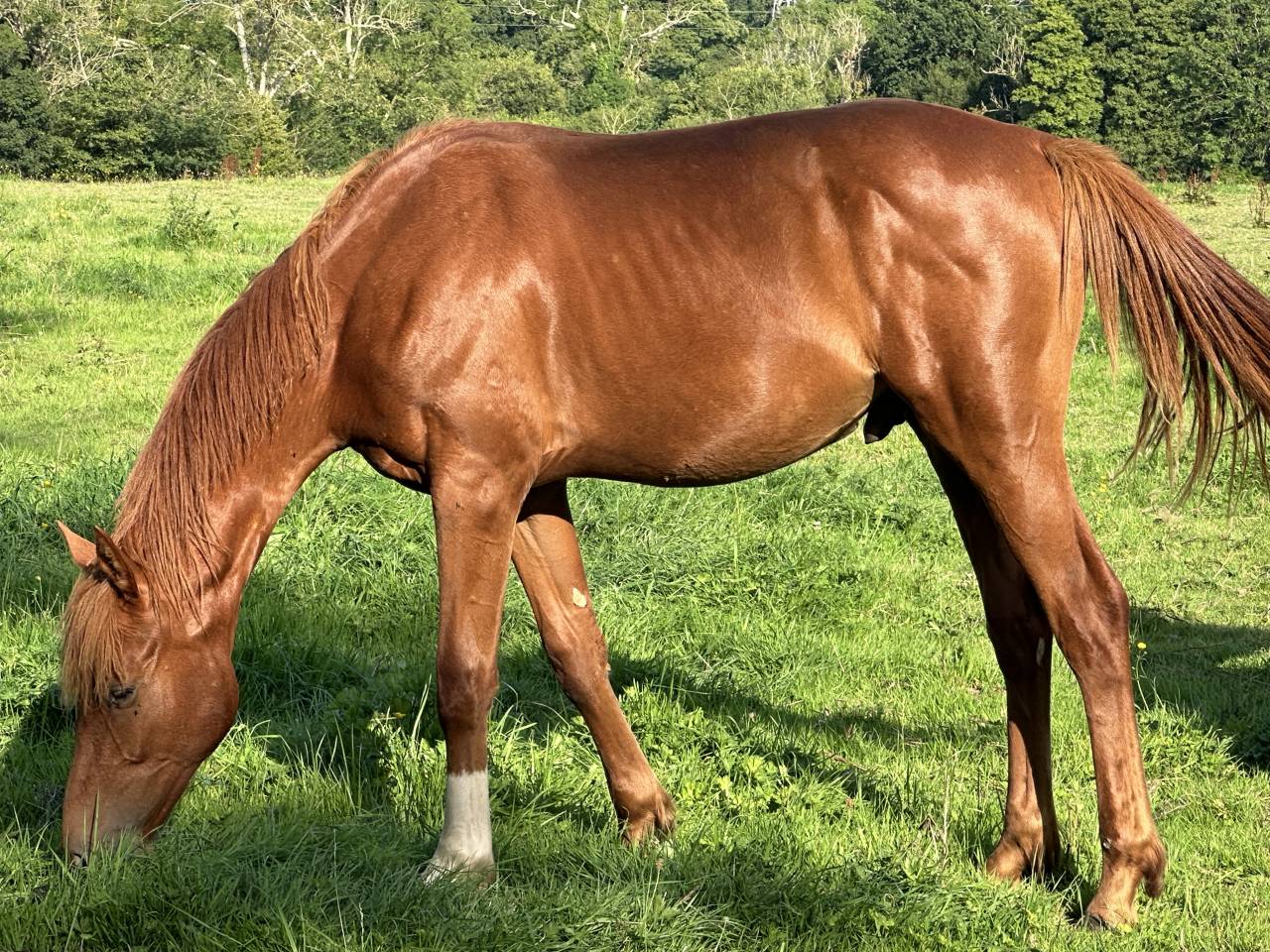 Caballo castrado Silla Francés En venta 2023 Alazán