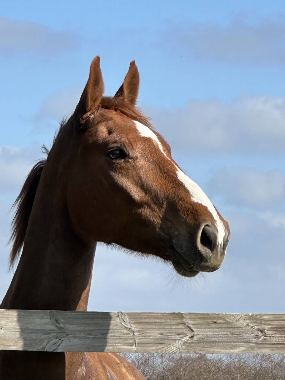 Caballo castrado Silla Francés En venta 2018 Alazán
