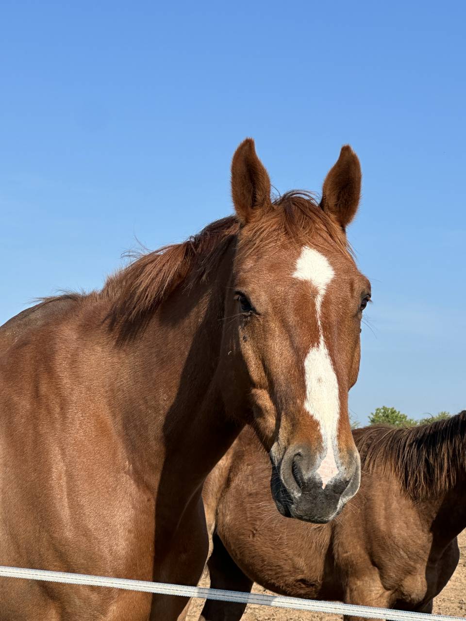 Caballo castrado Silla Francés En venta 2018 Alazán
