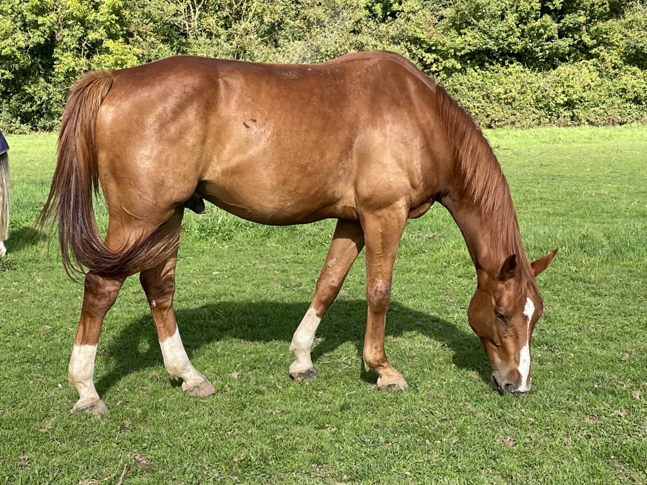 Caballo castrado Silla Francés En venta 2018 Alazán