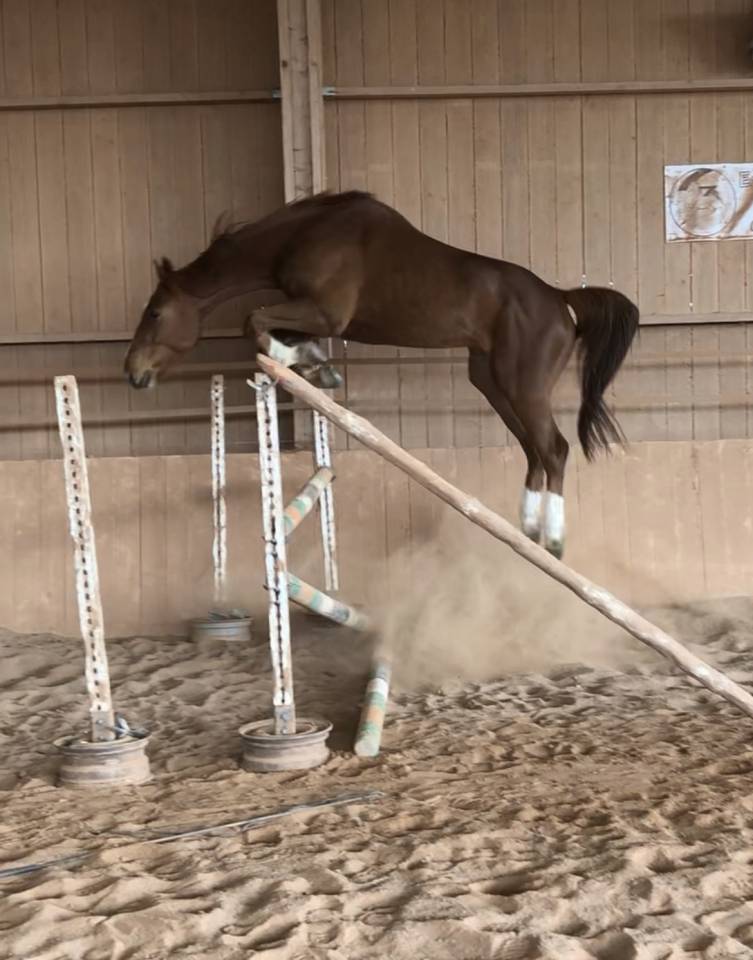 Caballo castrado Silla Francés En venta 2018 Alazán