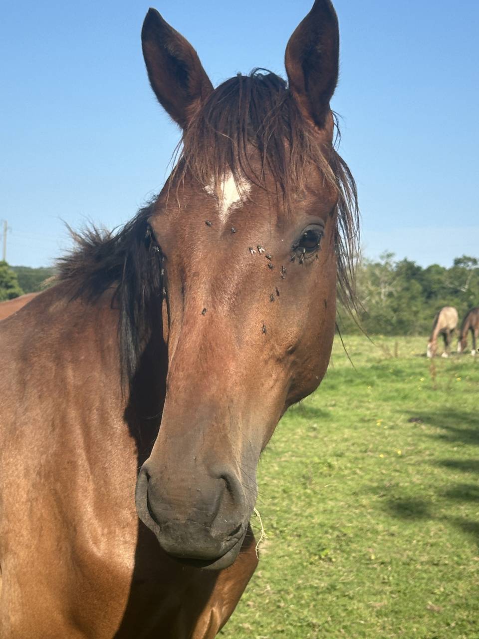 Caballo castrado Silla Francés En venta 2022 Bayo