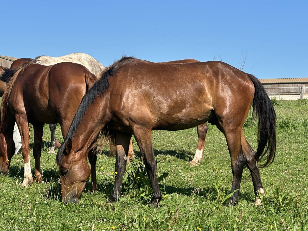 Caballo castrado Silla Francés En venta 2022 Bayo