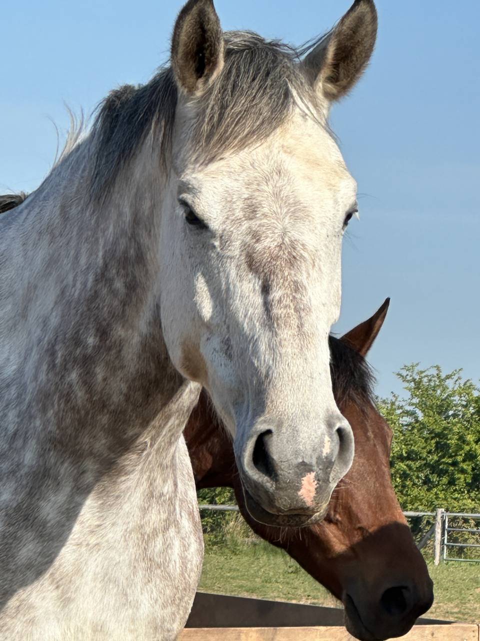 Yegua Silla Francés En venta 2019 Tordo