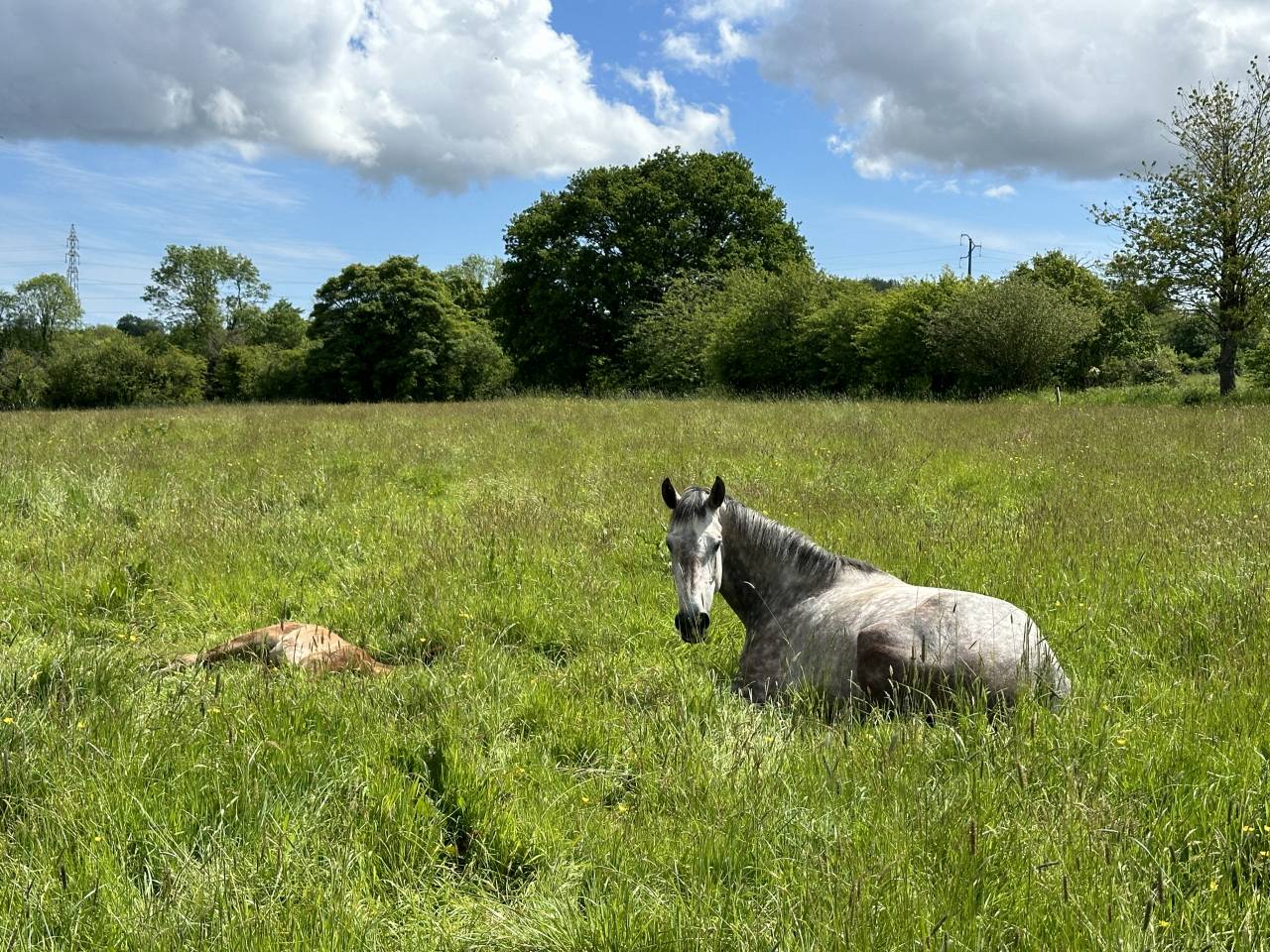 Yegua Silla Francés En venta 2019 Tordo