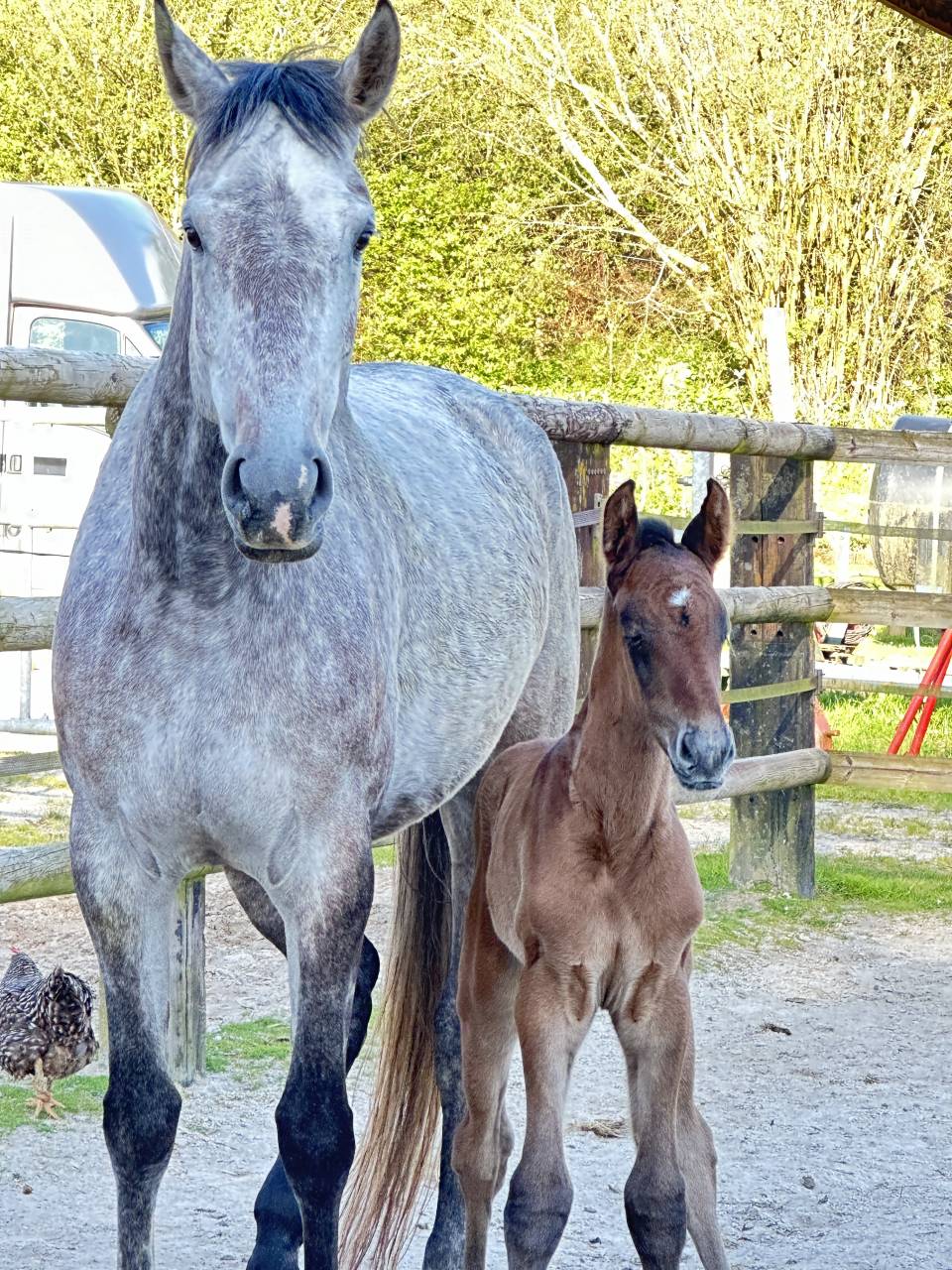 Yegua Silla Francés En venta 2019 Tordo